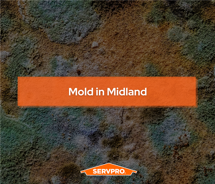 Mold background, orange box with white text that says "mold in midland tx" ornage servpro logo at bottom